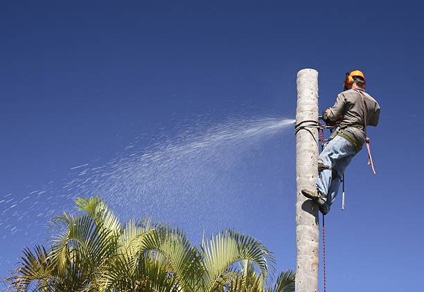 Best Tree Cabling and Bracing  in Columbus Af, MS