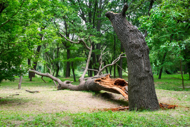 Best Arborist Consultation Services  in Columbus Af, MS