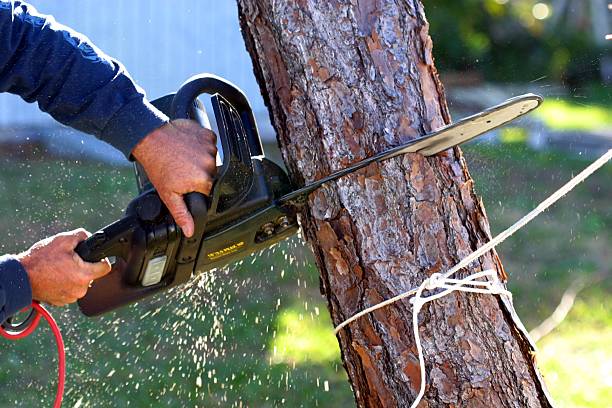 Best Lawn Pest Prevention  in Columbus Af, MS