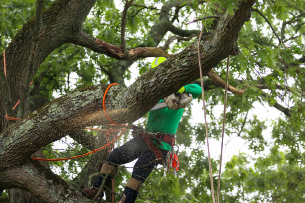 Best Tree Risk Assessment  in Columbus Af, MS