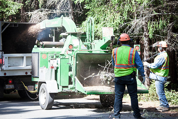 Best Tree Trimming and Pruning  in Columbus Af, MS