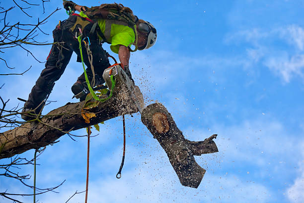 Best Tree Removal  in Columbus Af, MS