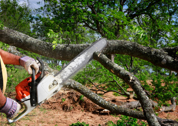How Our Tree Care Process Works  in  Columbus Af, MS