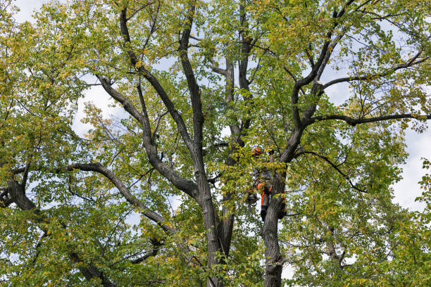Best Fruit Tree Pruning  in Columbus Af, MS