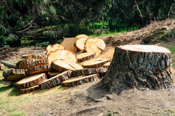 Best Tree Maintenance Programs  in Columbus Af, MS